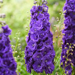  Delphinium elatum Paramo Black Velvet