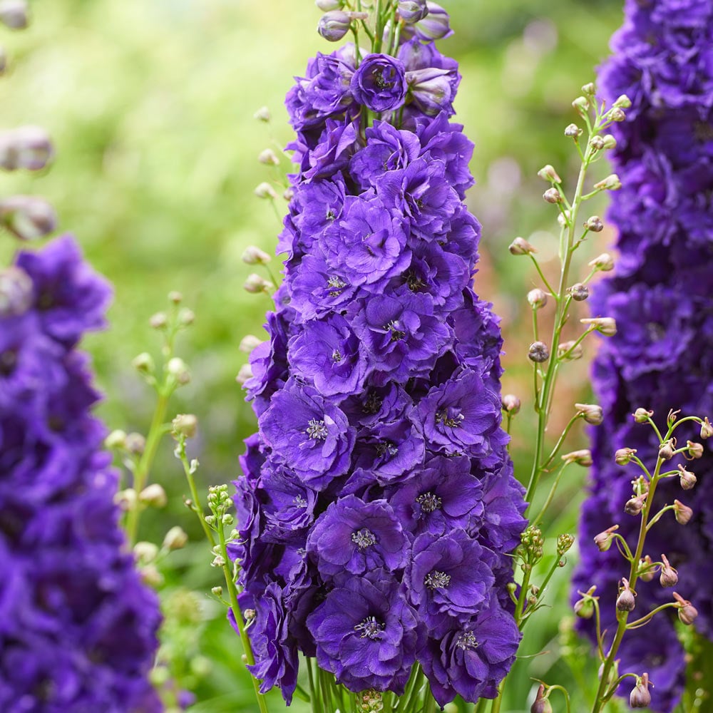 Delphinium elatum Paramo Black Velvet