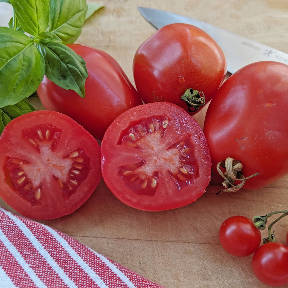 Tomato 'Verona'