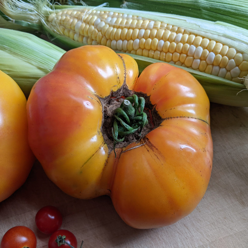 TOMATO VEGSZ LAS GIPSZ visual data 8