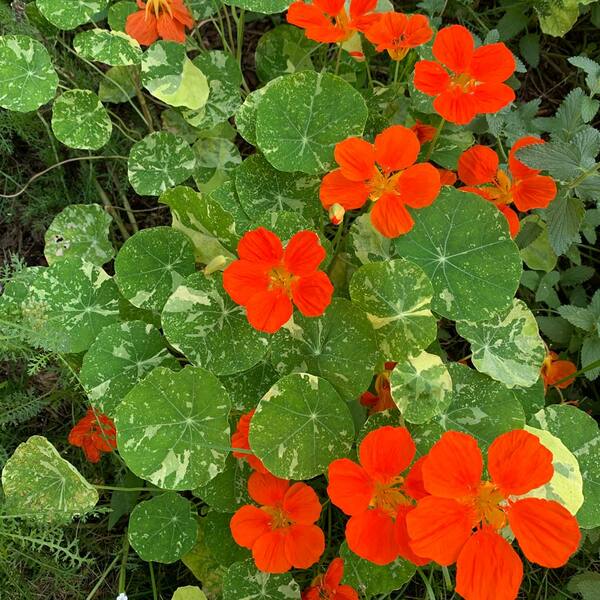 Nasturtium 'Jewel of Africa' White Flower Farm