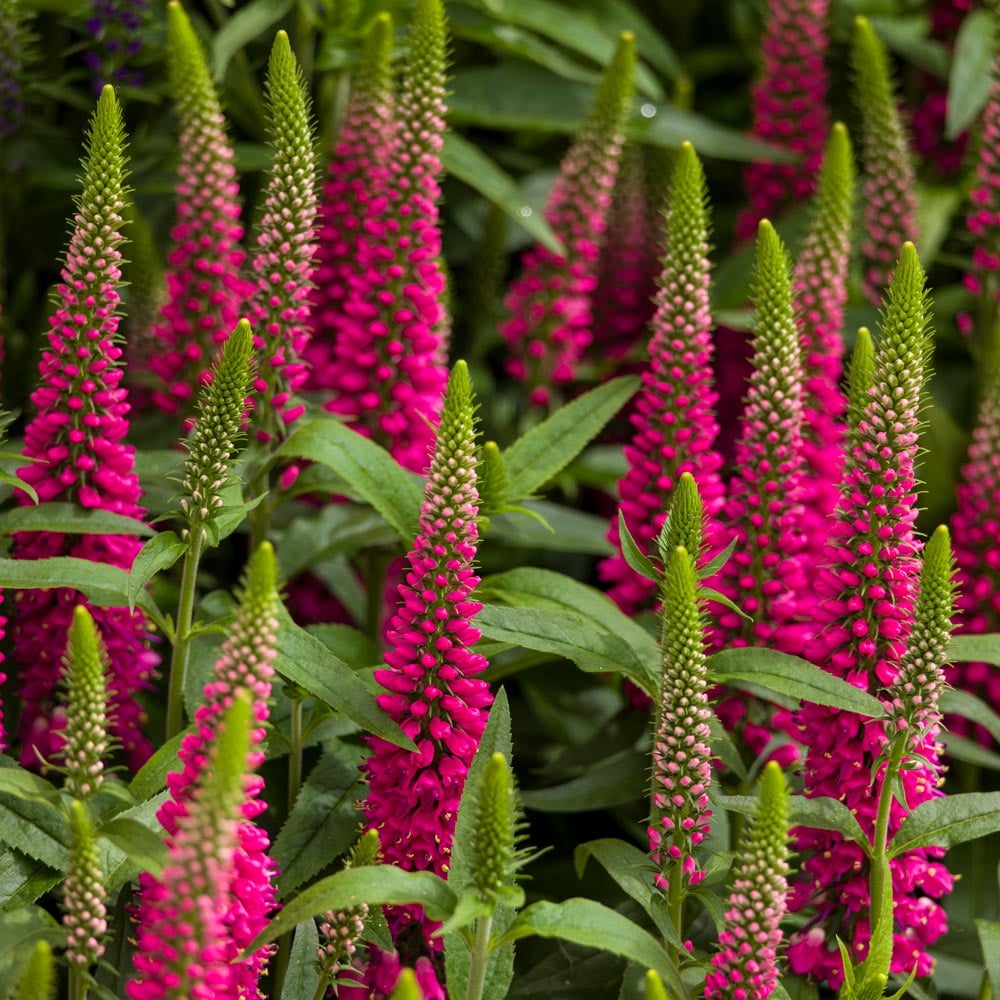 Veronica longifolia Vernique® 'Raspberry'