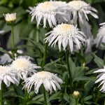  Leucanthemum x superbum Carpet Angel Daisy®