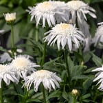  Leucanthemum x superbum Carpet Angel Daisy®