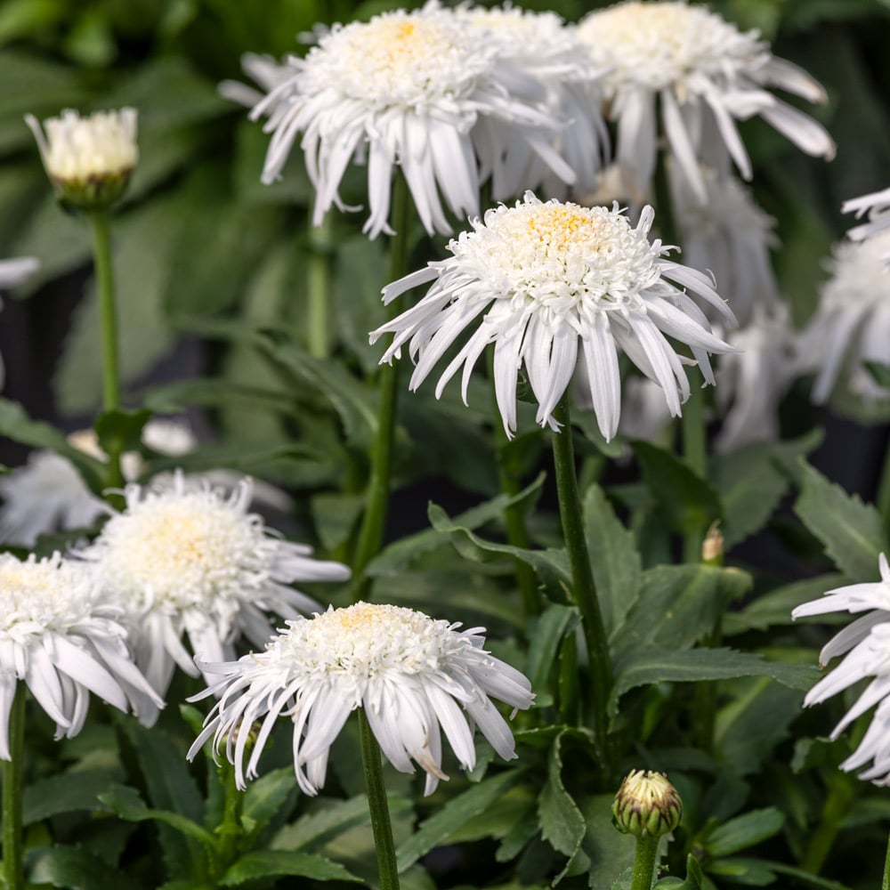 Leucanthemum x superbum Carpet Angel Daisy®