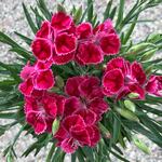  Dianthus plumarius Delilah™ Bicolor Magenta