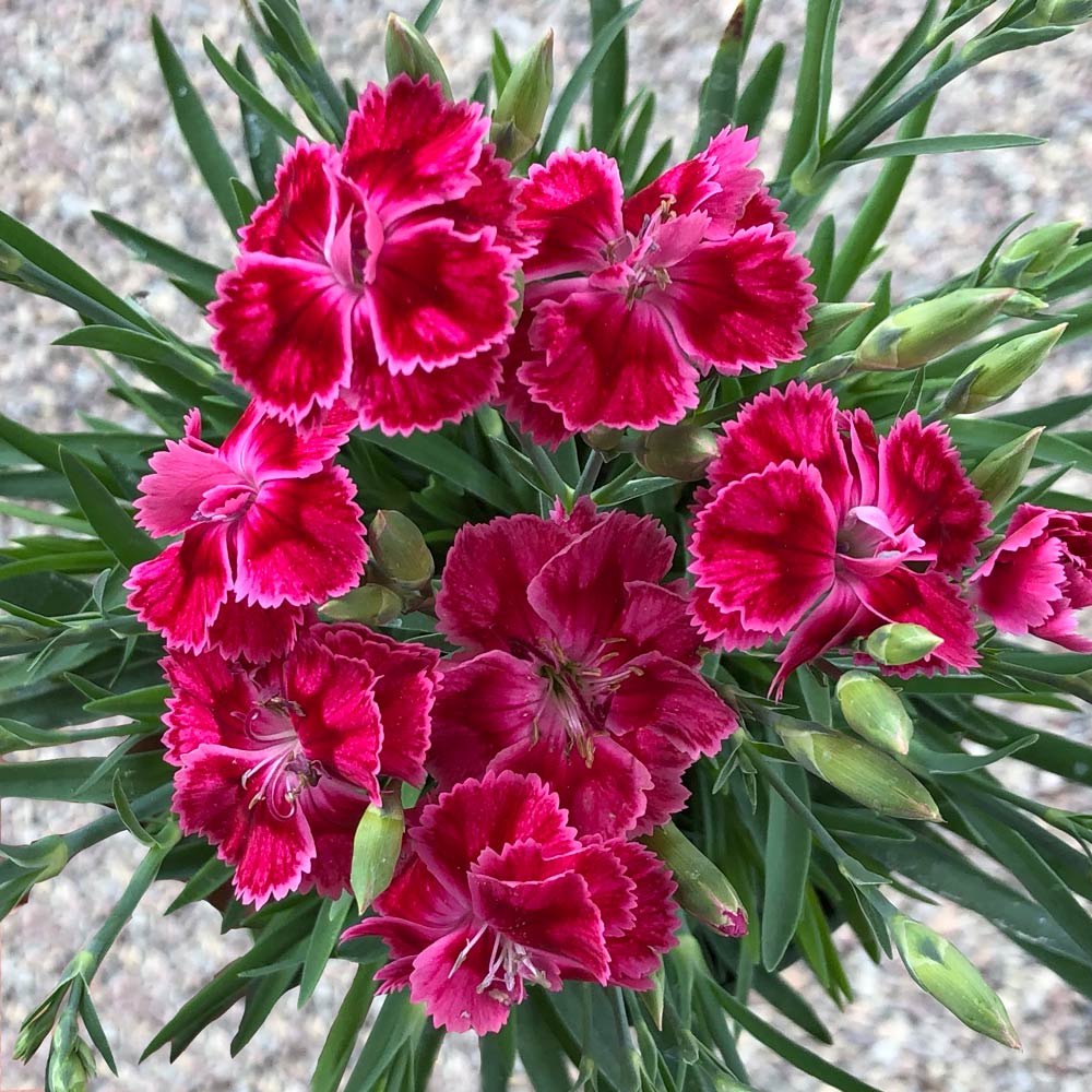 Dianthus plumarius Delilah™ Bicolor Magenta