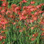  Crocosmia Sharona™