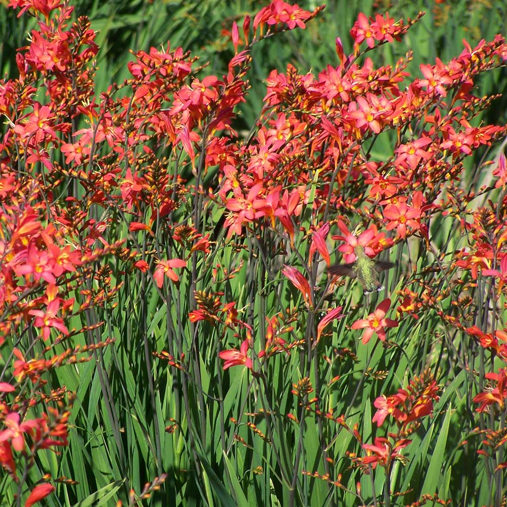 Crocosmia Sharona™