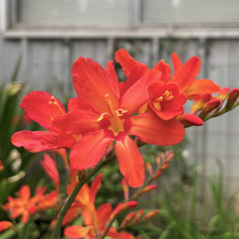 Crocosmia 'Sharona'