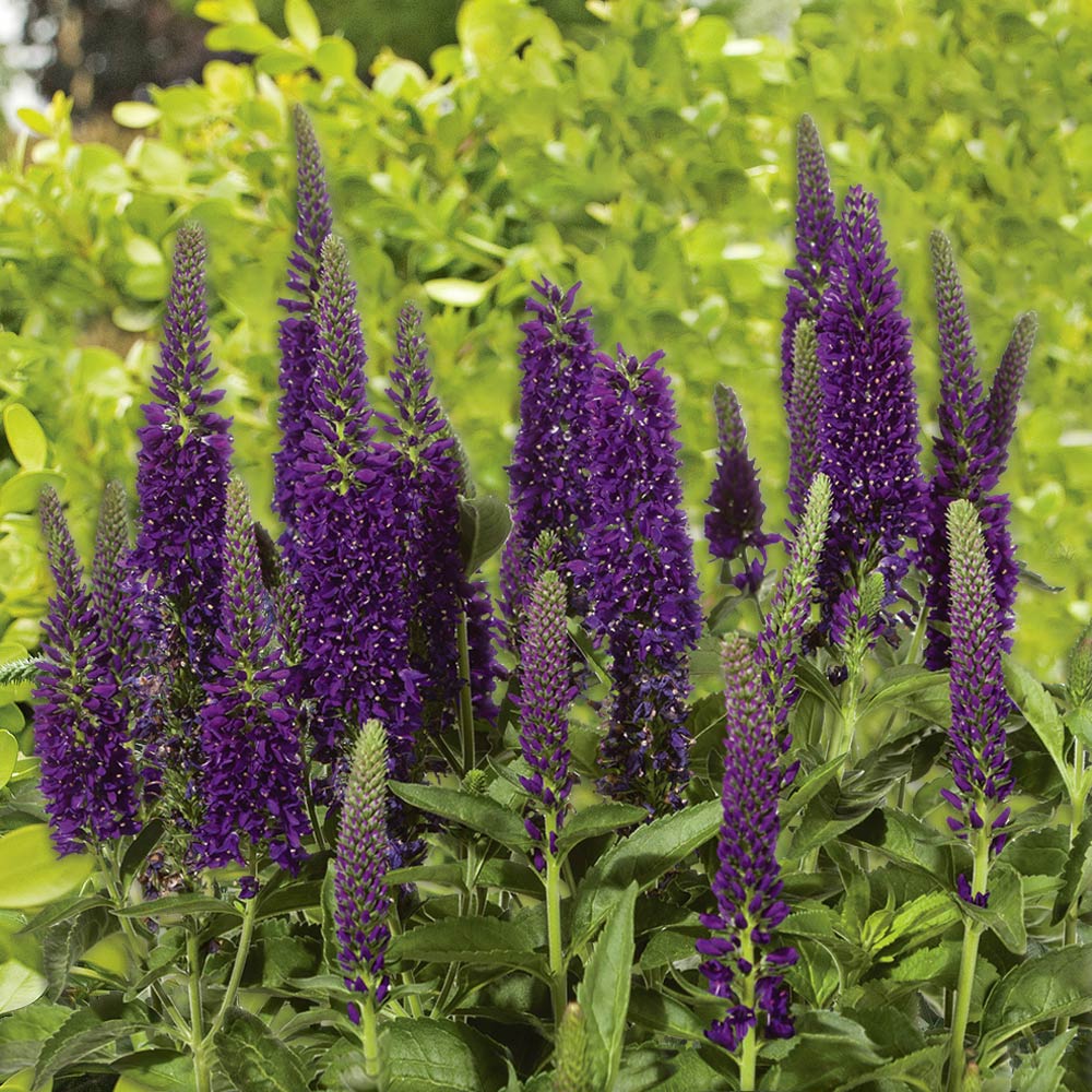 Veronica longifolia Vernique® 'Dark Blue'