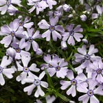  Phlox subulata GoldiPhlox™ Light Blue