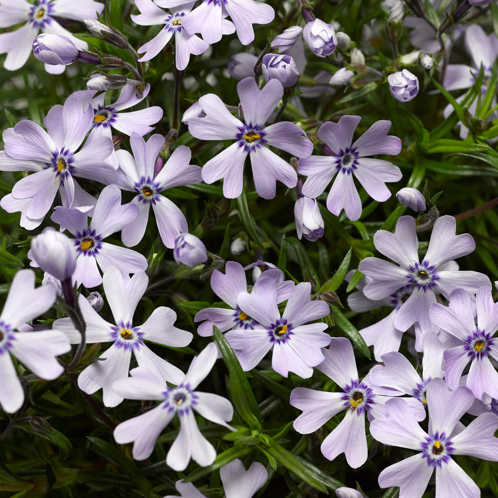 Phlox subulata GoldiPhlox™ Light Blue