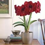  Amaryllis 'Magnum'