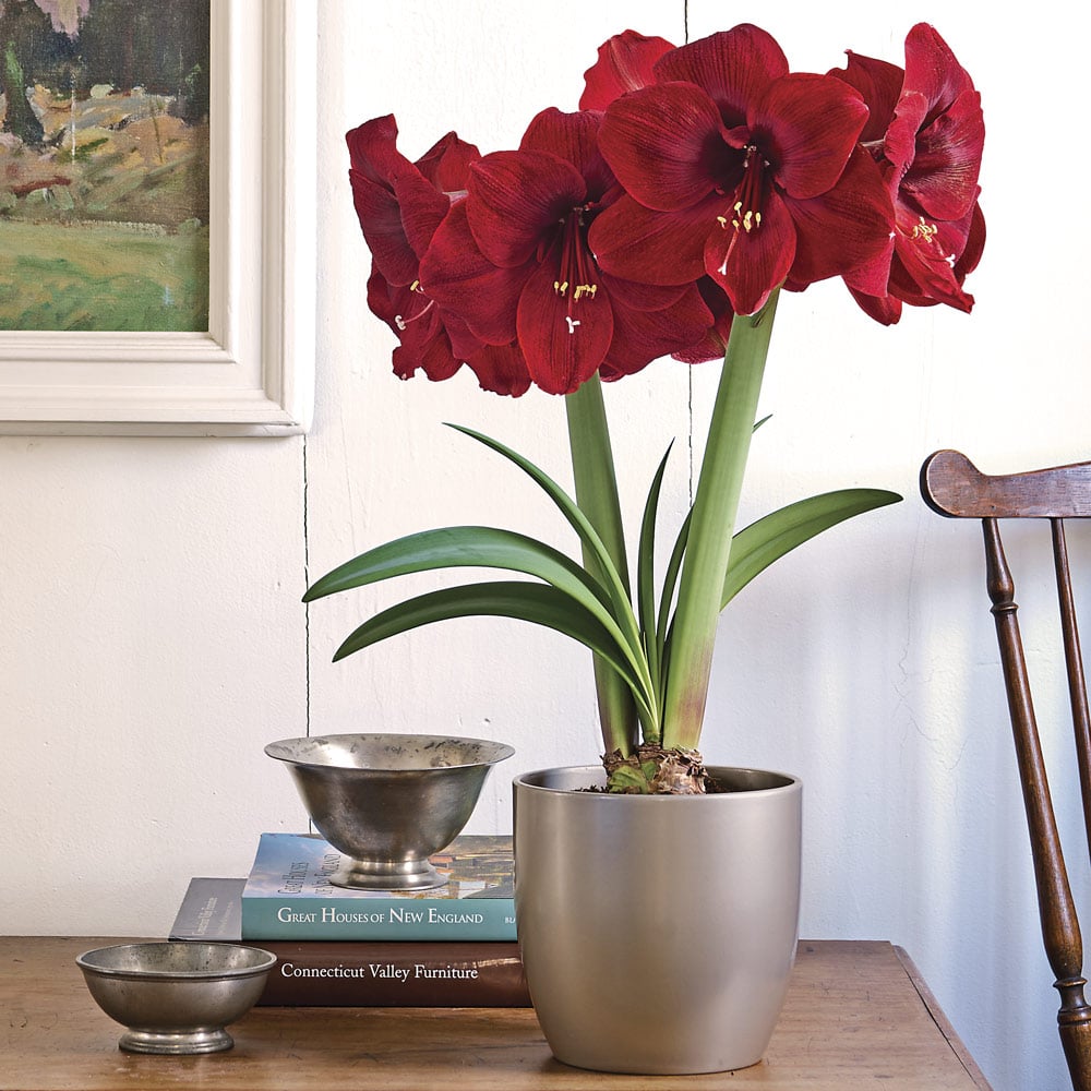 Amaryllis 'Magnum'