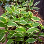  Tricyrtis formosana Ninja Star