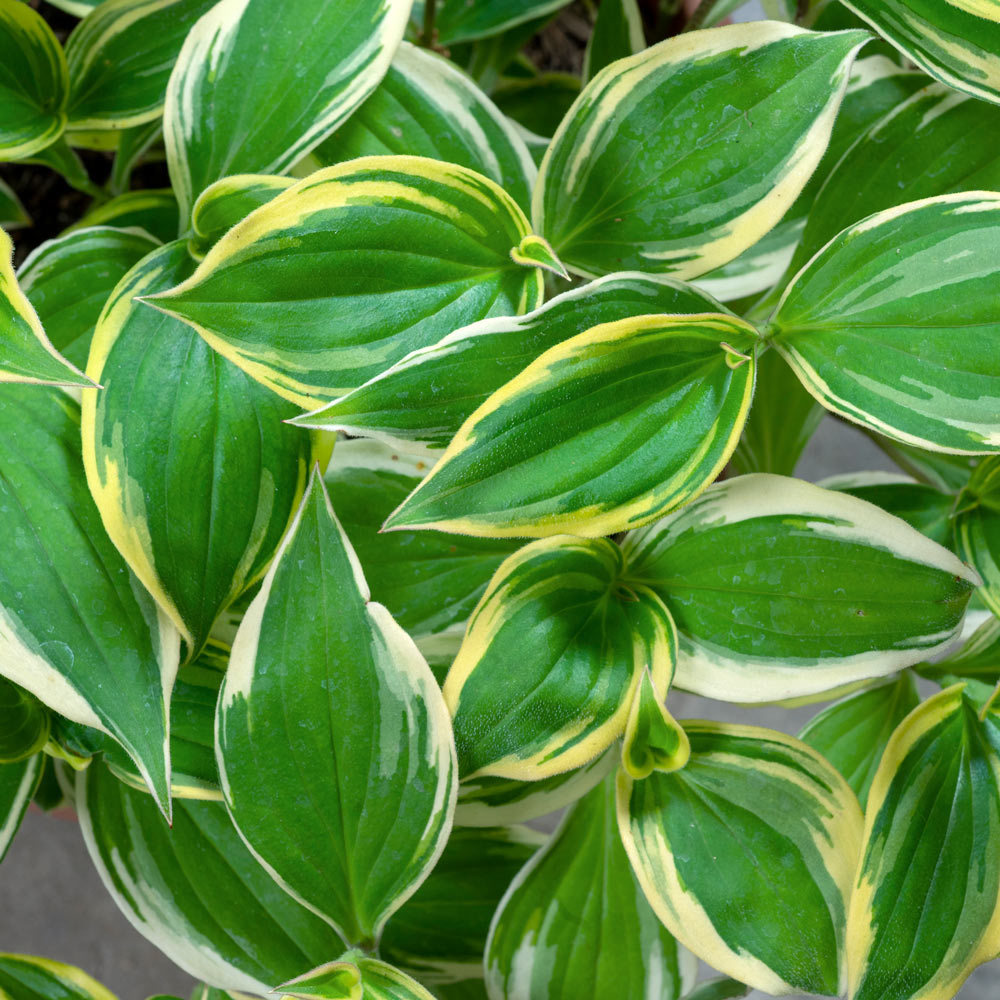 Tricyrtis formosana Ninja Star | White Flower Farm