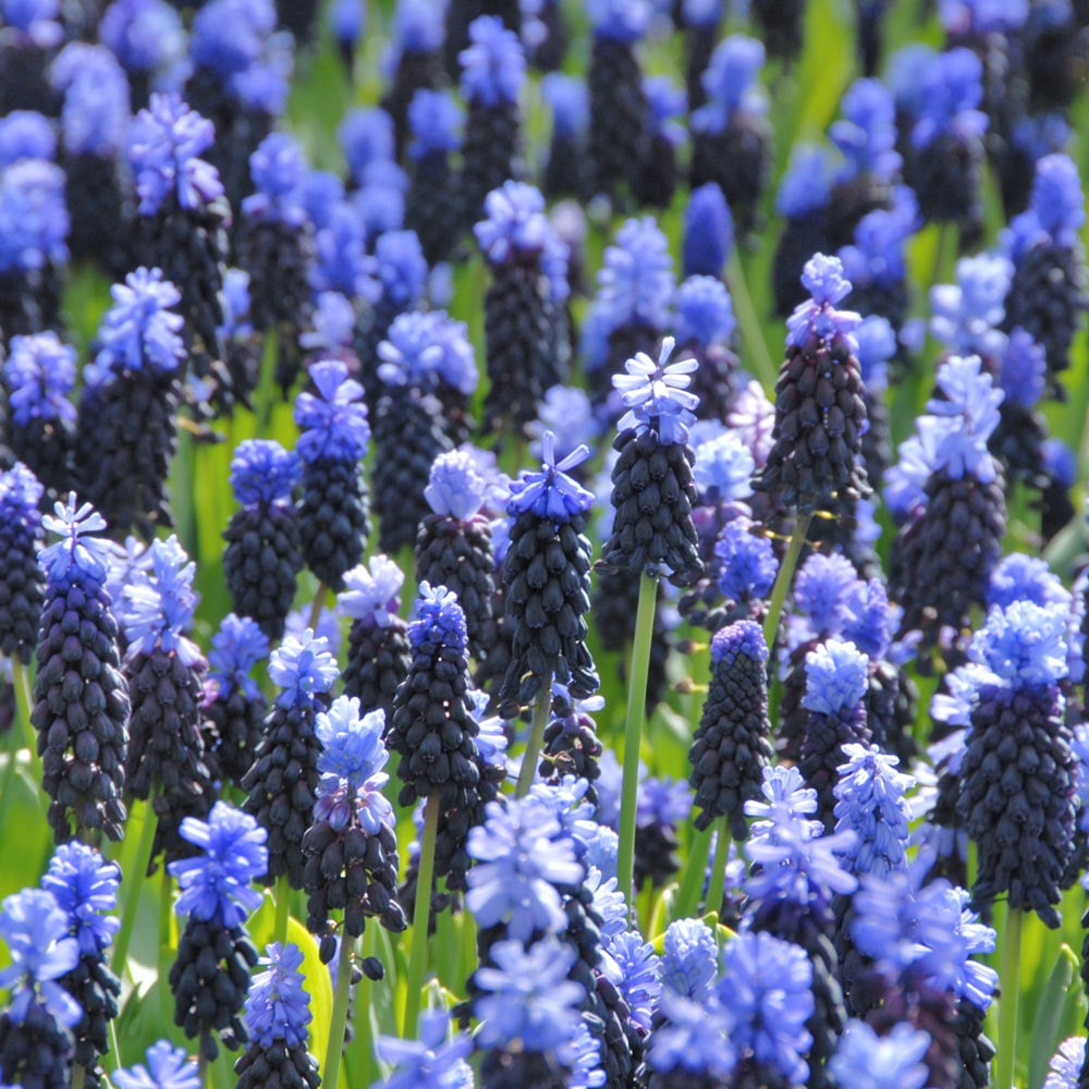 Muscari latifolium