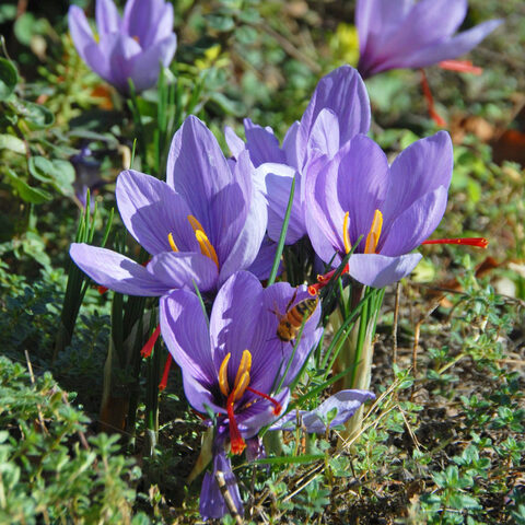  Crocus sativus: Saffron Crocus
