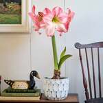  Amaryllis 'Blossom Grandise'
