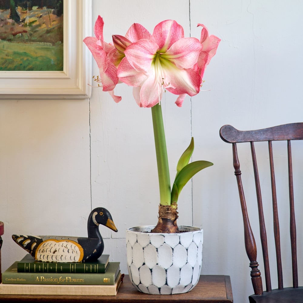 Amaryllis 'Blossom Grandise'