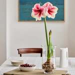 Single-Flowered Classic Amaryllis