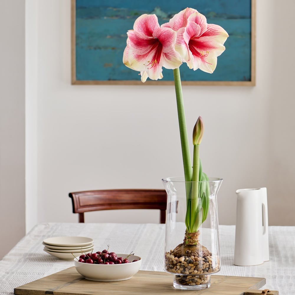 Amaryllis 'Pink Beauty'