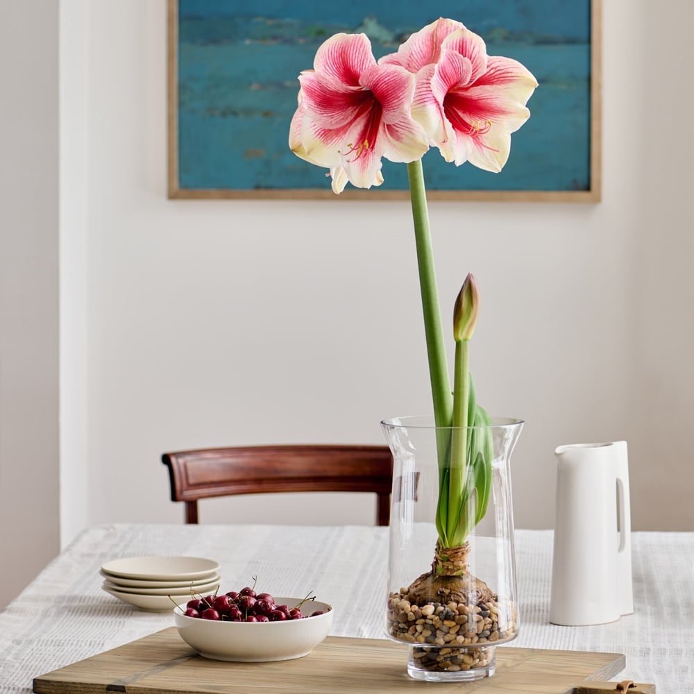 Single Flowered Amaryllis White