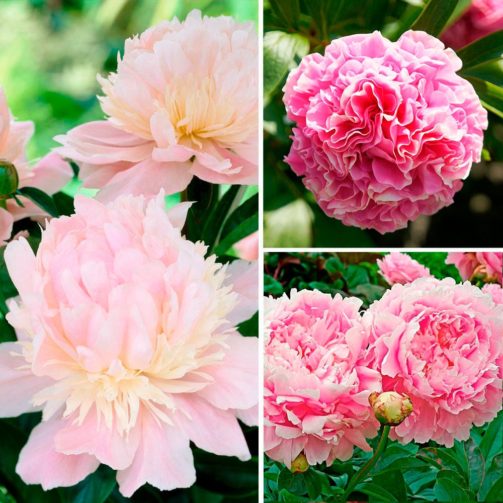 Fragrant Pink Peony Collection