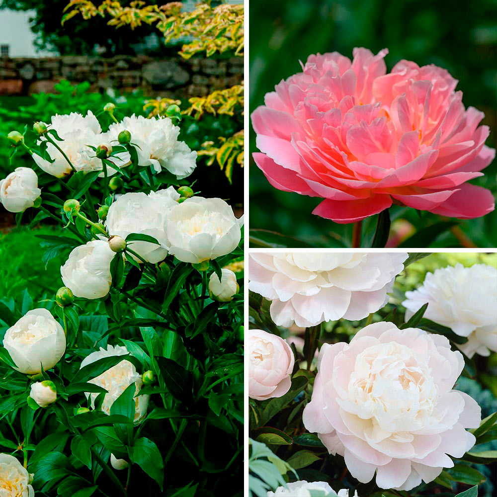 Fragrant Peony Collection