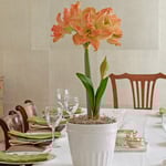  Amaryllis 'Exotic Nymph'
