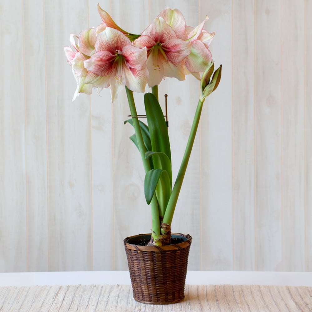 Amaryllis 'Grandise Fantasy'
