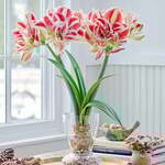 Amaryllis