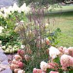  Andropogon gerardii 'Blackhawks'