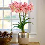  Amaryllis 'Amazing Belle'