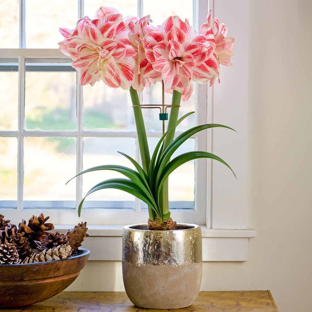 Amaryllis 'Amazing Belle'