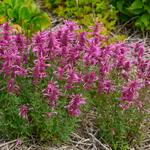  Agastache 'Rosie Posie'