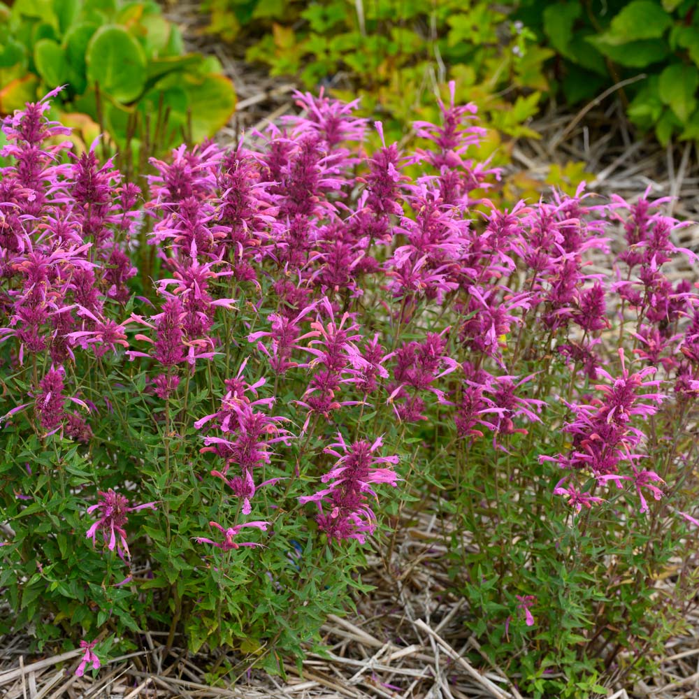 Agastache 'Rosie Posie'