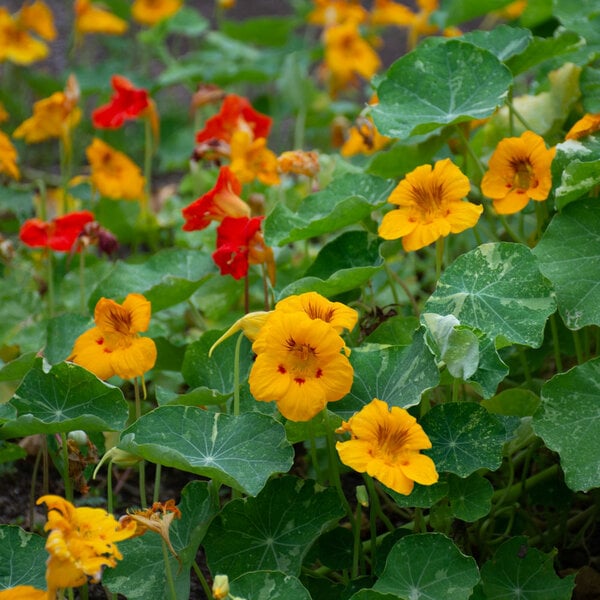 Nasturtium 'Jewel of Africa' White Flower Farm
