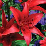 5-Star Perennials