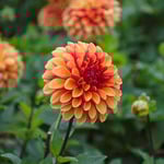  Dahlia 'American Sunset'