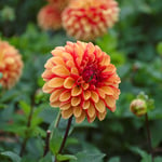  Dahlia 'American Sunset'