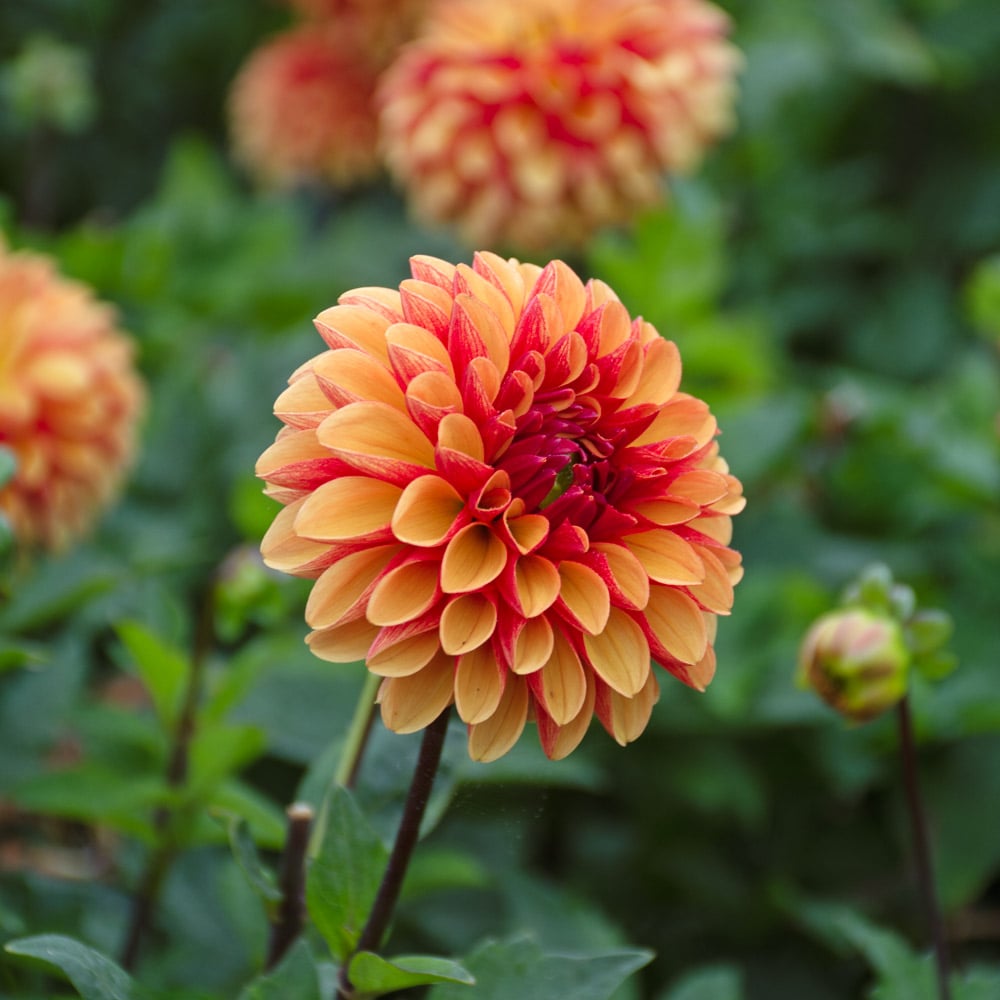 Dahlia 'American Sunset'