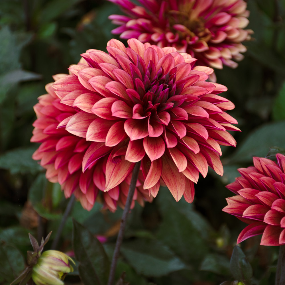 Dahlia 'Danique' | White Flower Farm