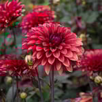  Dahlia 'Danique'