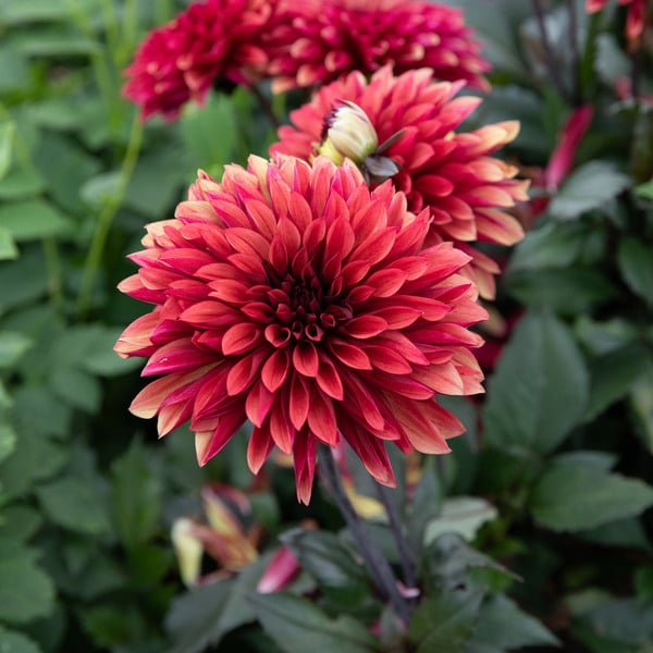 Dahlia 'Danique' | White Flower Farm
