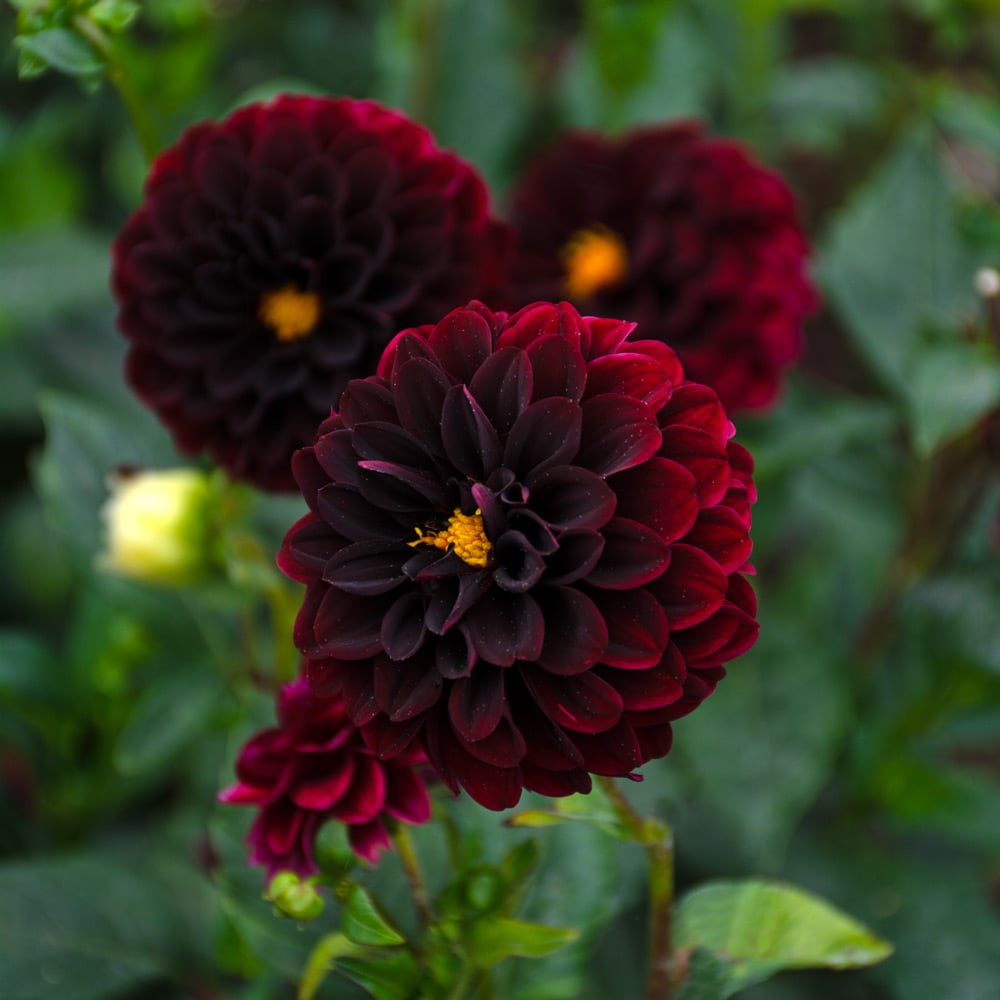 Dahlia 'La Recoleta'