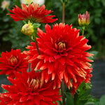 Red Dahlias