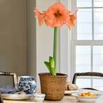 Peach Amaryllis