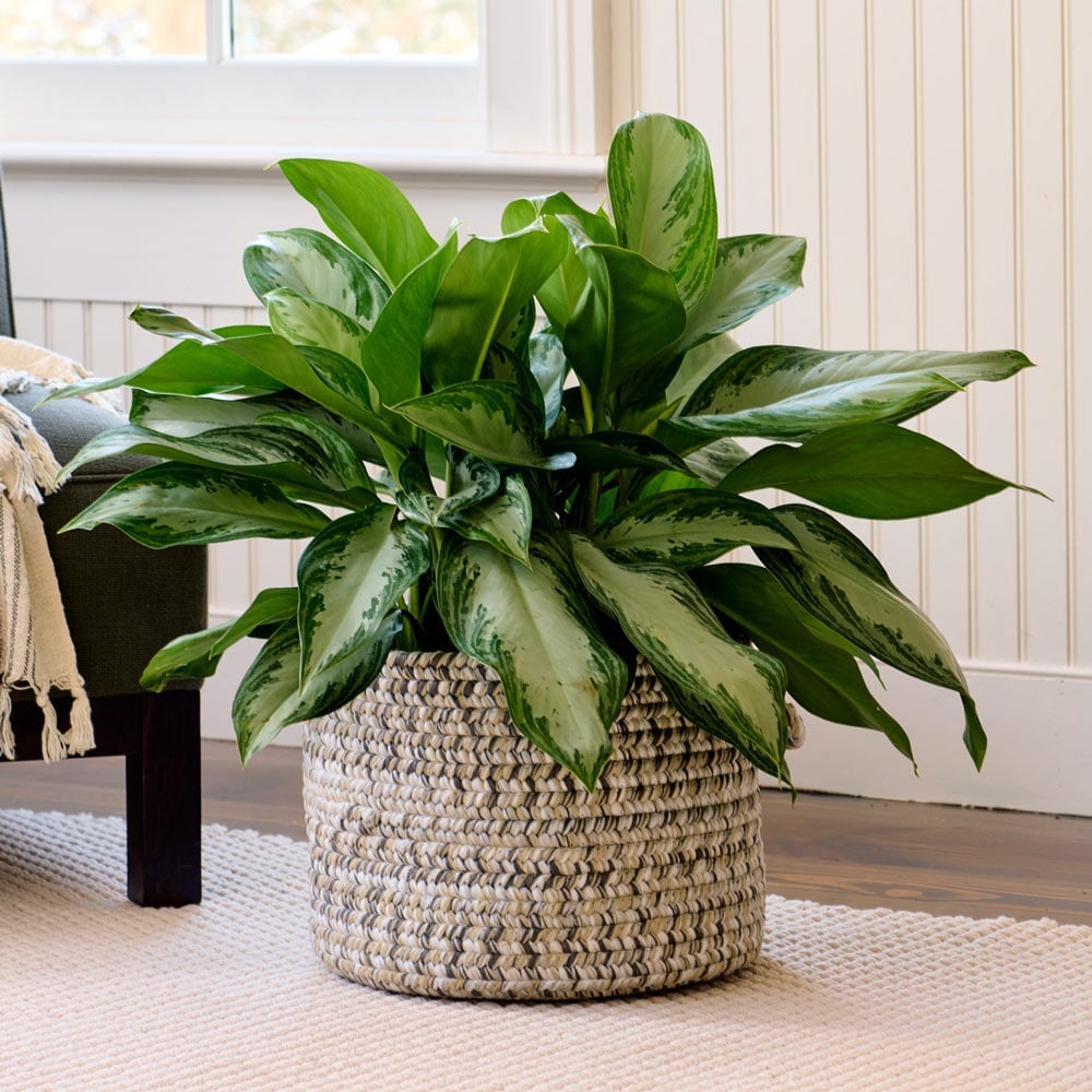 5-Star Foliage Houseplants | White Flower Farm